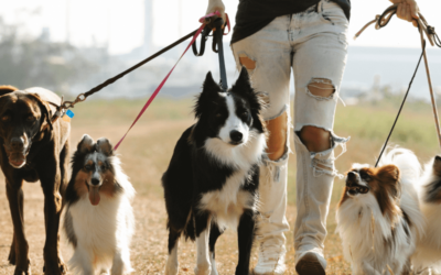 Se ha incorporado una nueva Ley de Protección Animal que obliga a los dueños de los perros de cualquier raza a contar con un seguro de responsabilidad civil. En covalseg contamos con este tipo de coberturas.